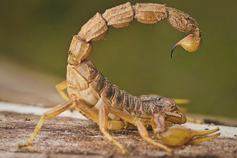soÃ±ar con escorpion